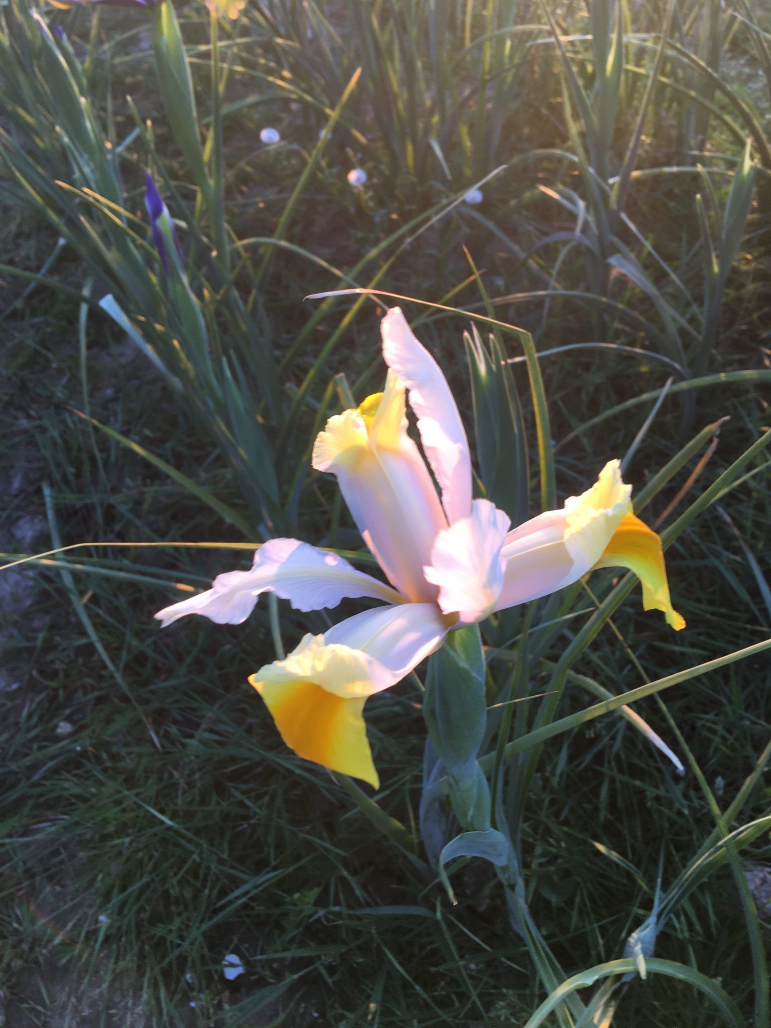 En lyserød og gul blomst vokser i græsset