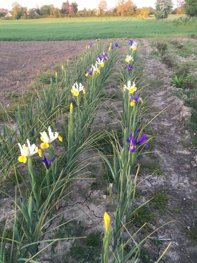 En række blomster, der vokser på en mark med en mark i baggrunden.