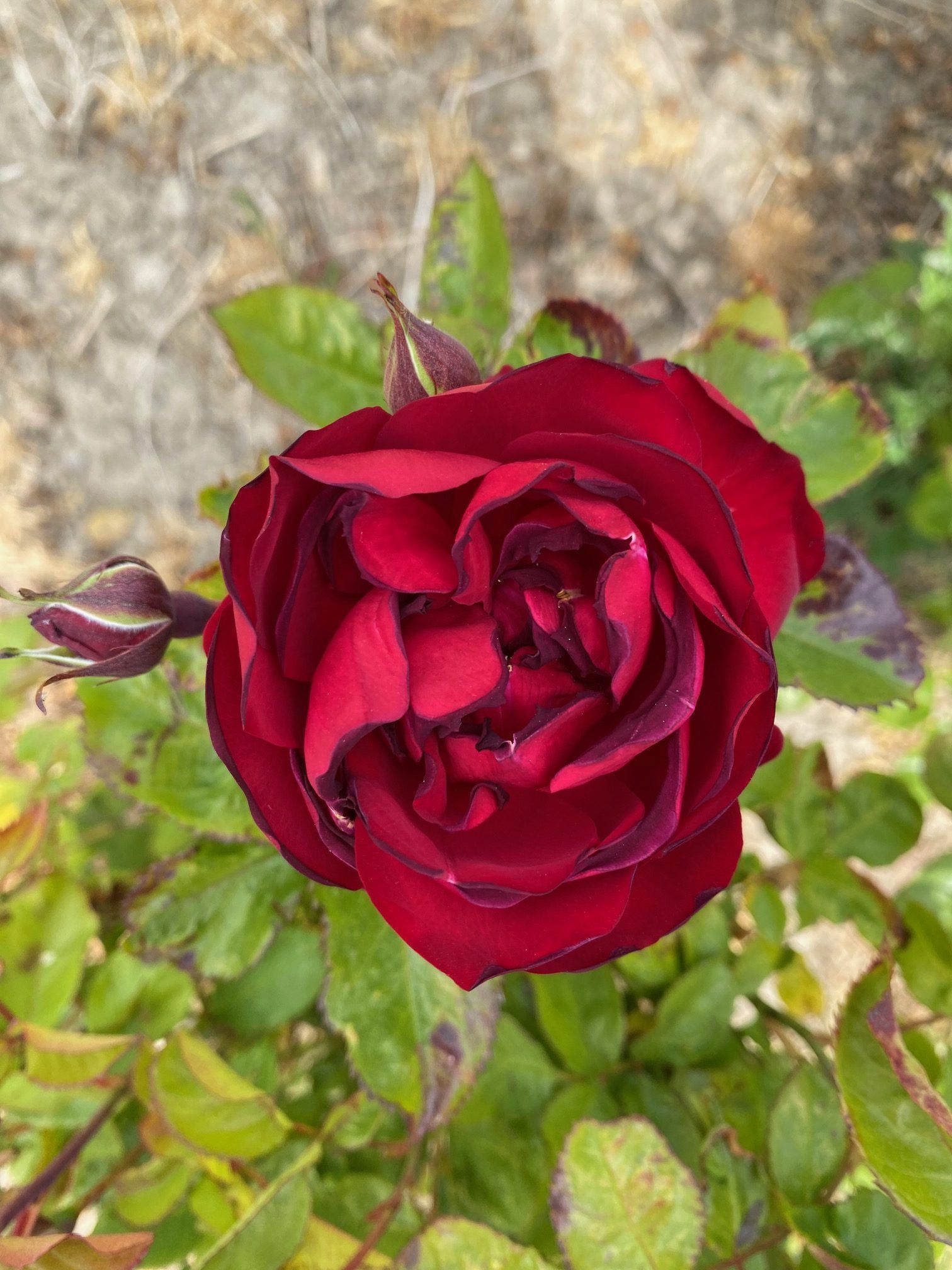 Et nærbillede af en rød rose med grønne blade