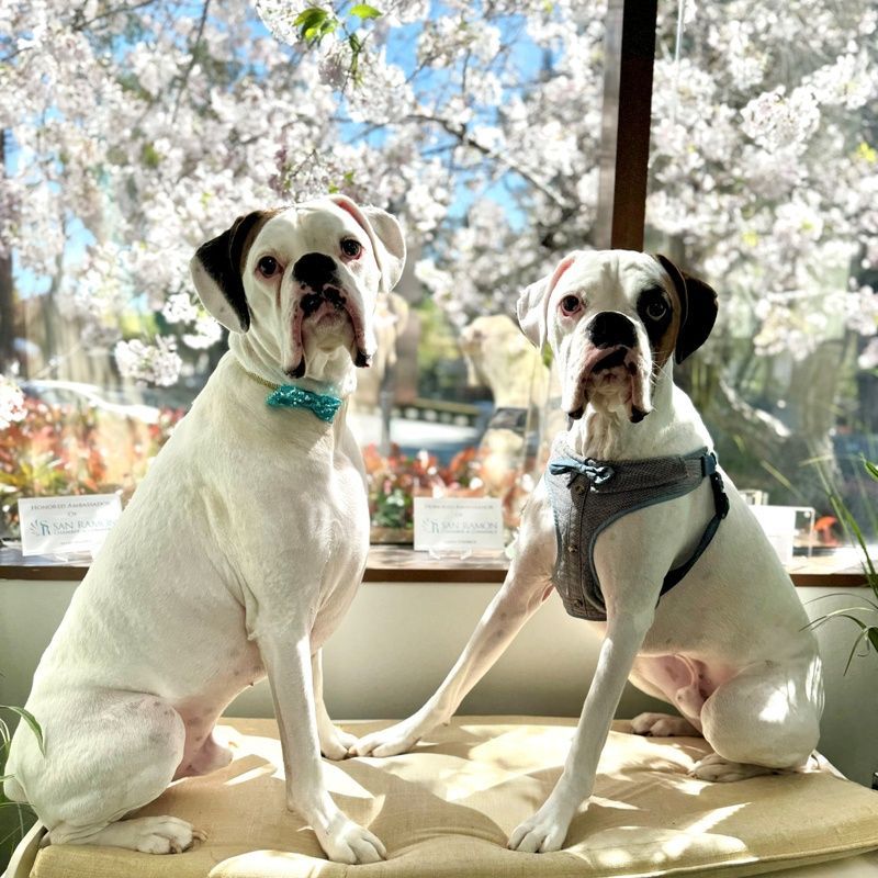 Two white dogs with dark ears sitting on a blanket in front of blooming cherry blossoms.