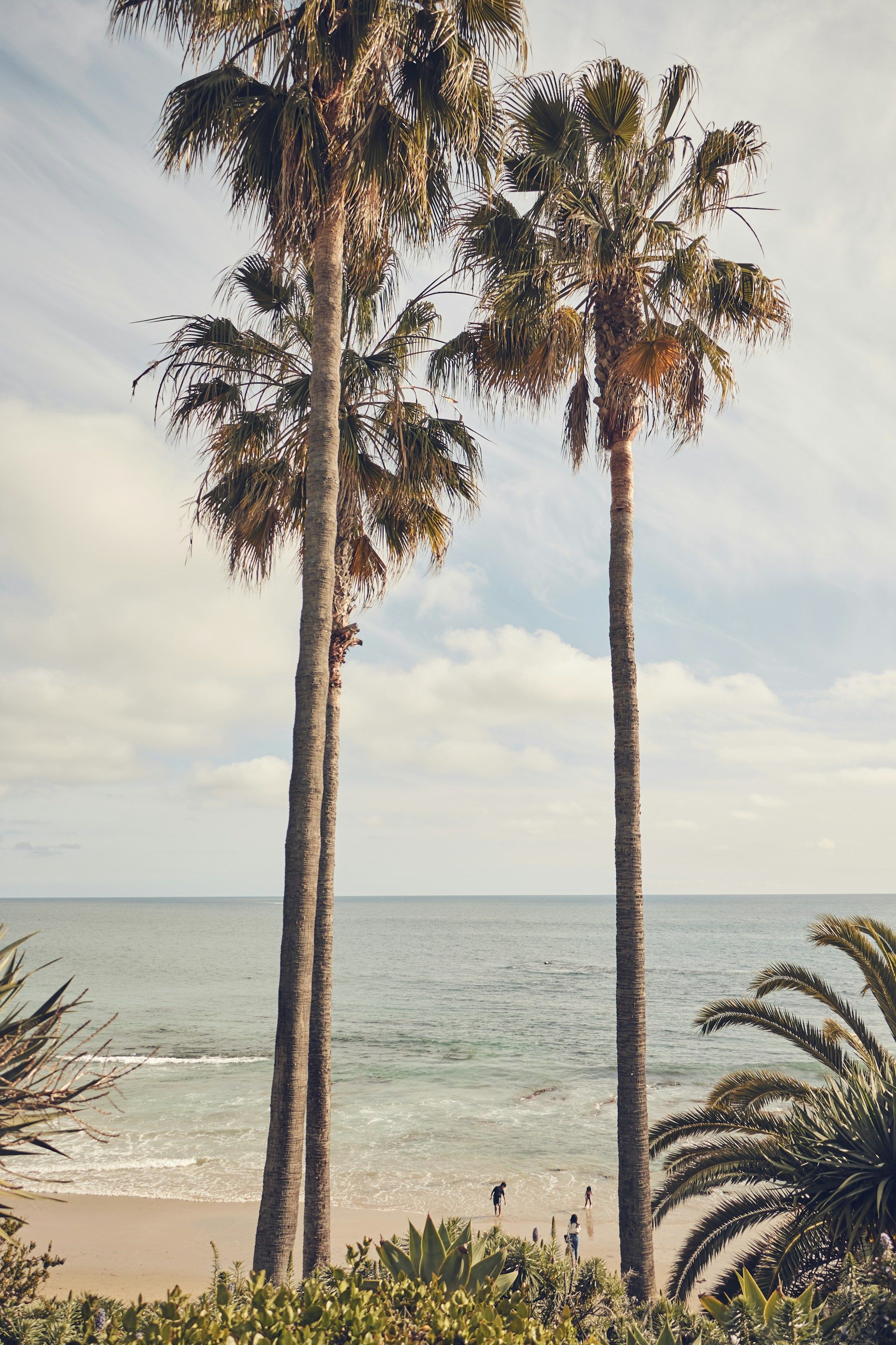 Two tall palm trees on a sandy beach overlooking a calm ocean under a cloudy sky