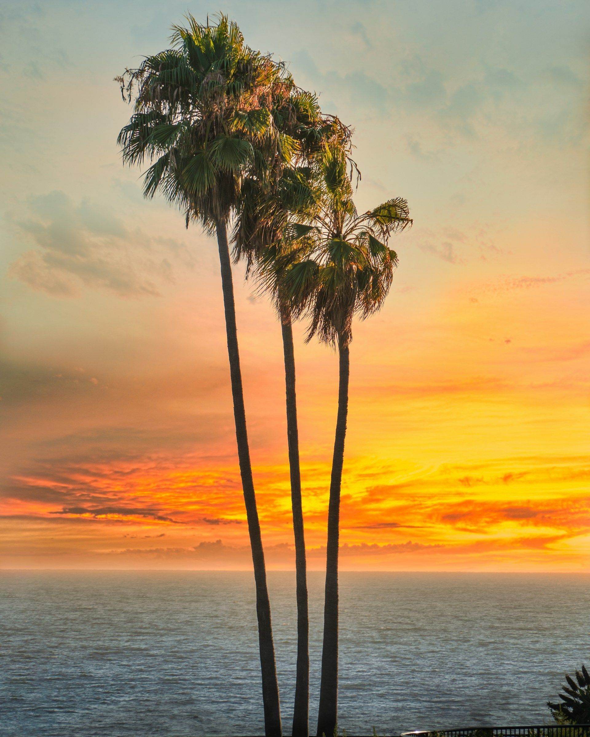Silhouetted palm trees against an orange sunset over the ocean