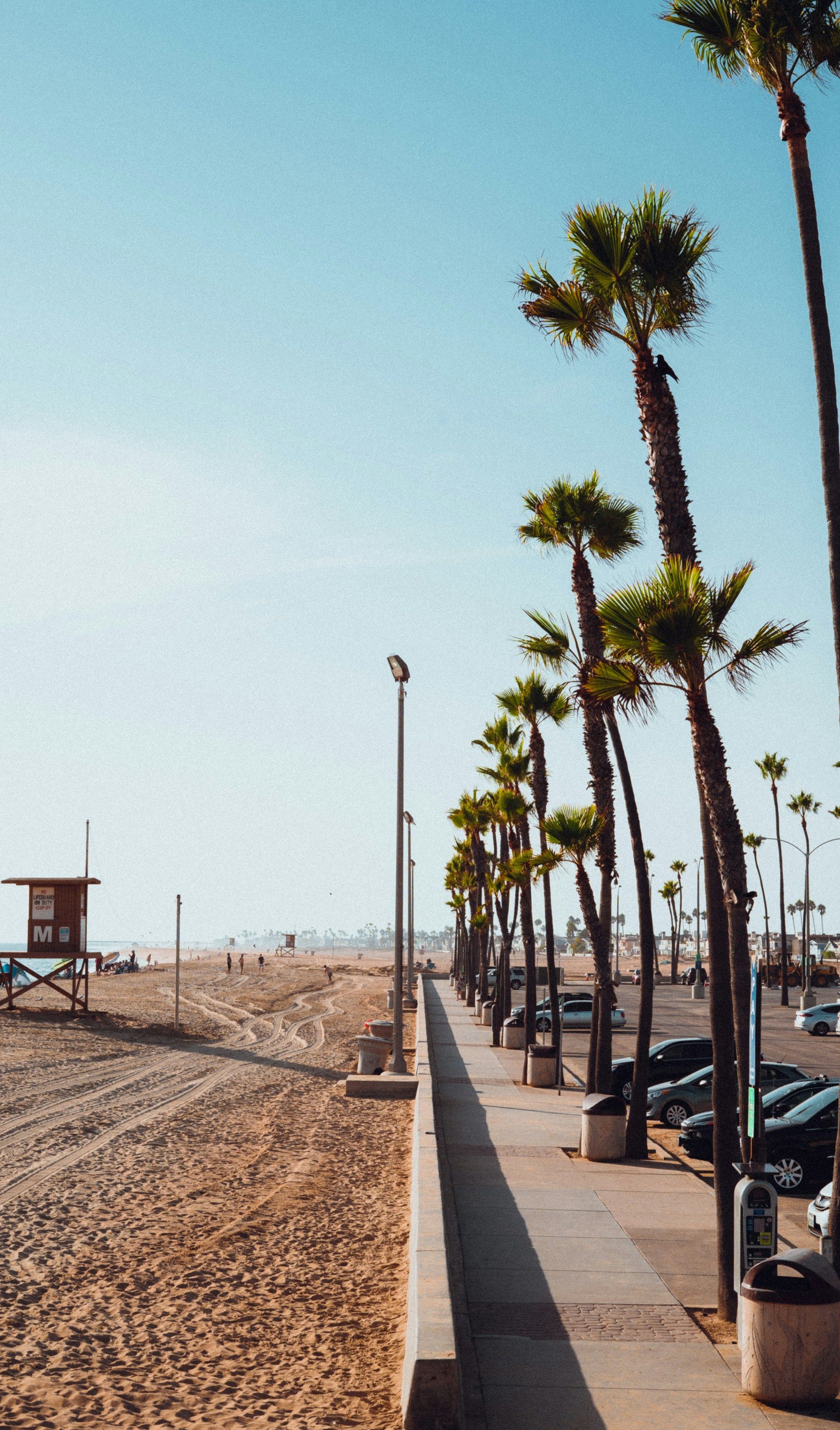 Palm-lined beach promenade beside a sandy shore under a clear sky.