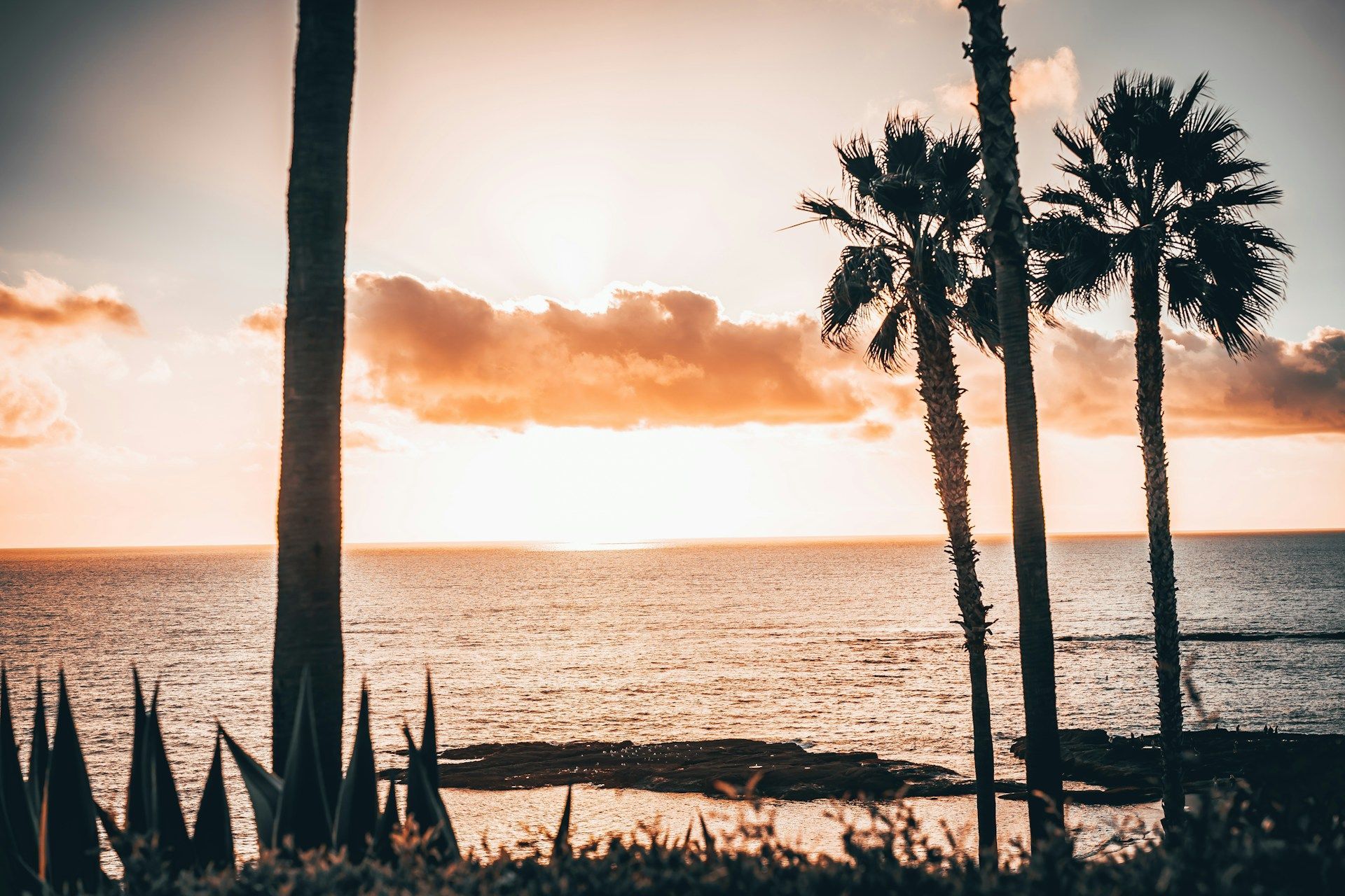 Sunset over the ocean with silhouetted palm trees and a calm shoreline