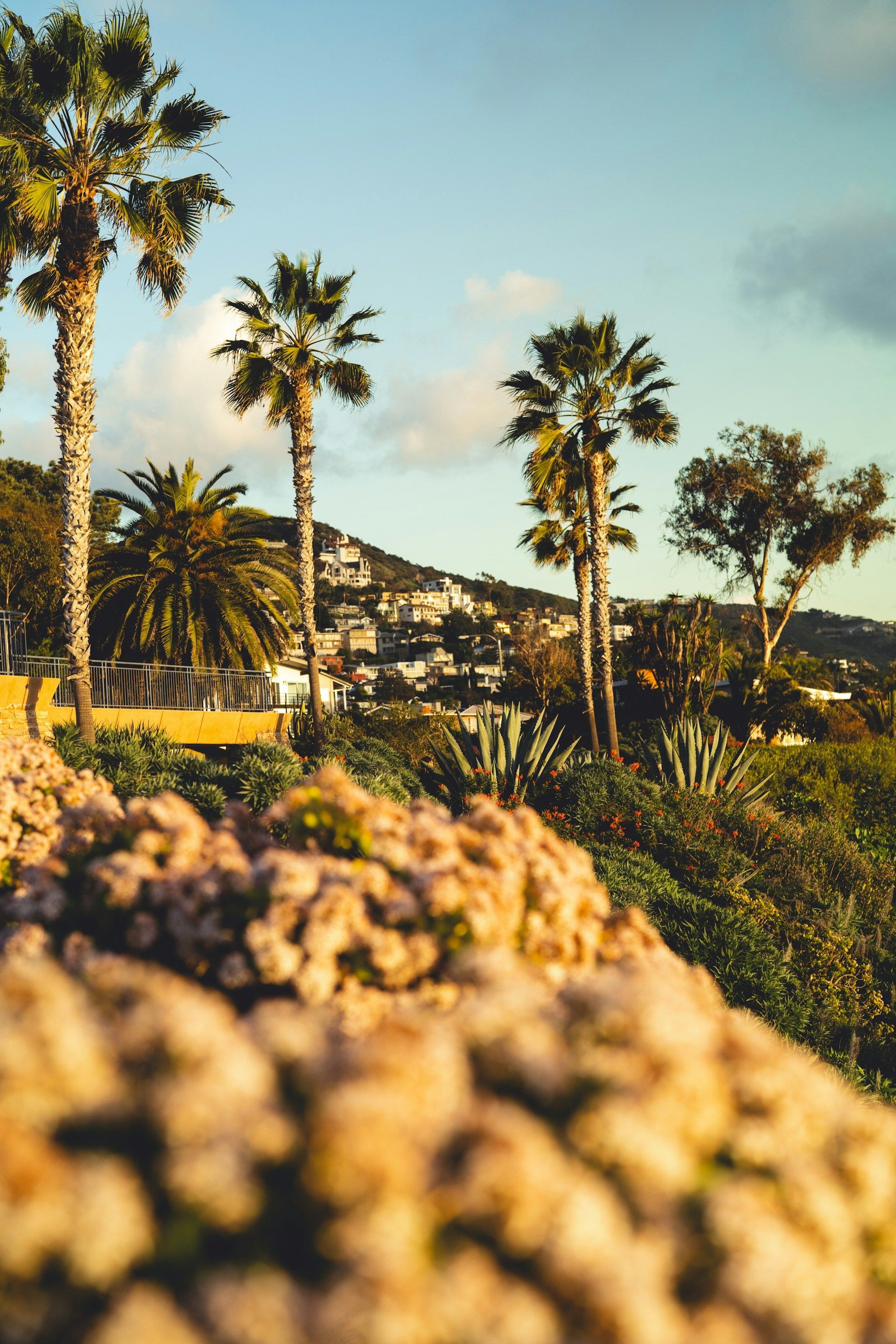 Palm trees and hills at sunset, with blurred flowers in the foreground.