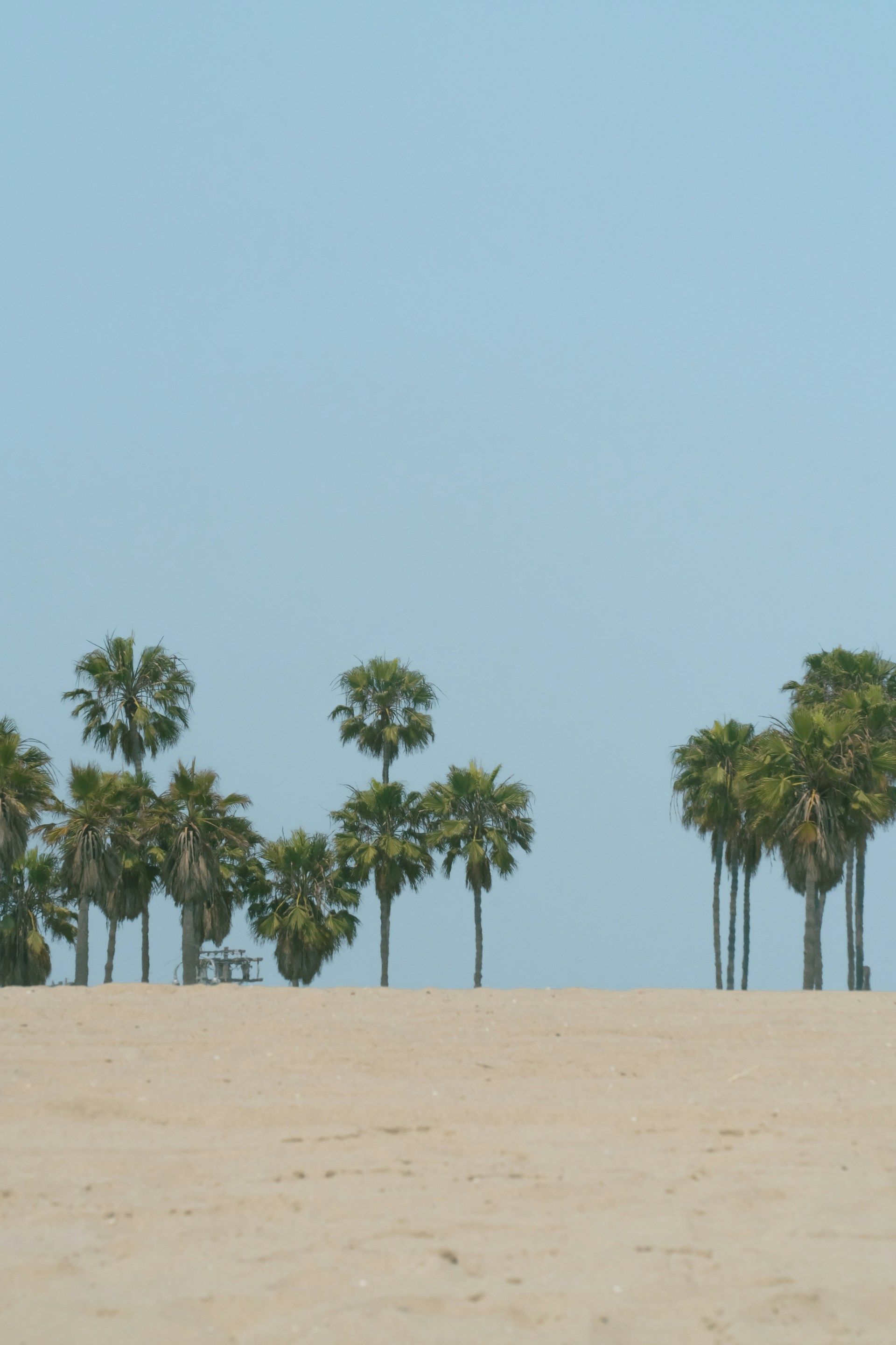Palm trees along a sandy beach under a clear blue sky.