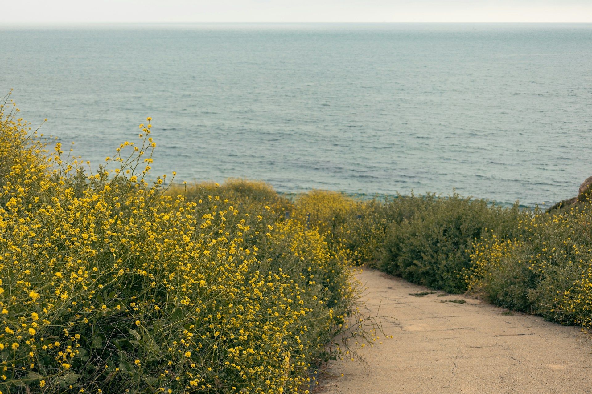 Coastal path winding through yellow wildflowers toward a calm blue sea