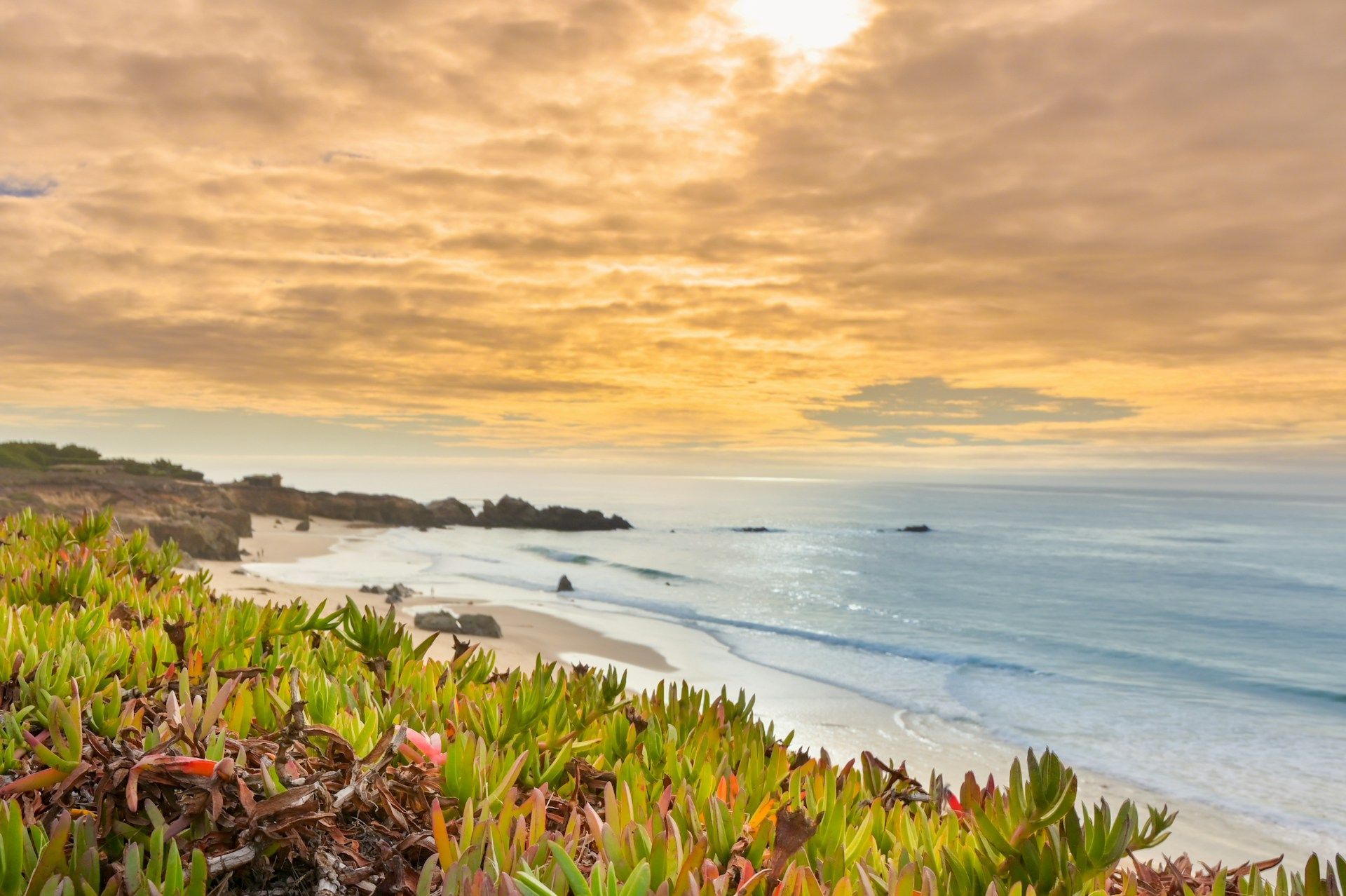 Sunset over a rocky coastline with ocean waves and green coastal plants in the foreground