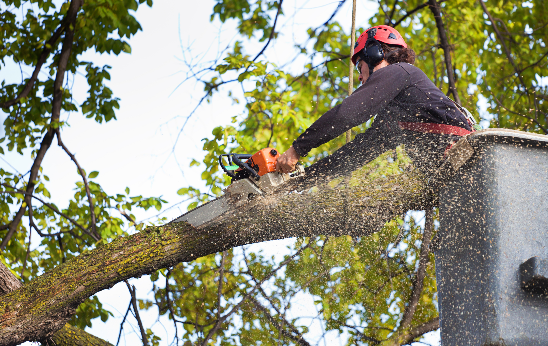 A man is cutting a tree branch with a chainsaw.
