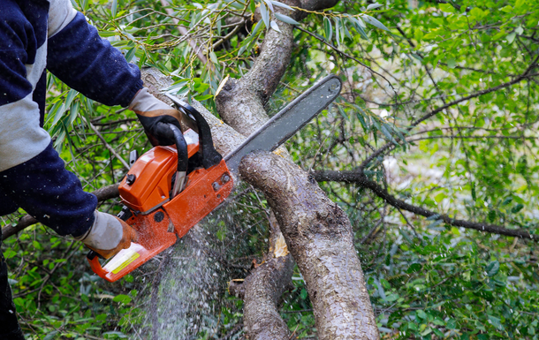 A person is cutting a tree branch with a chainsaw.