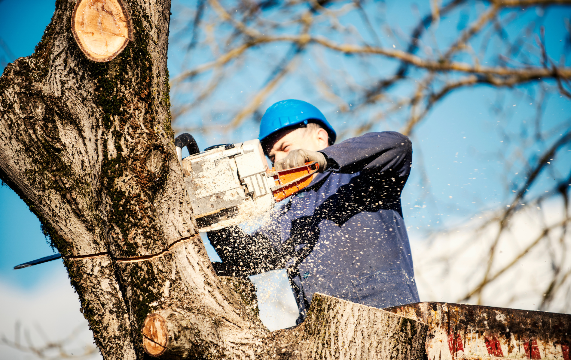 A man is cutting a tree with a chainsaw.