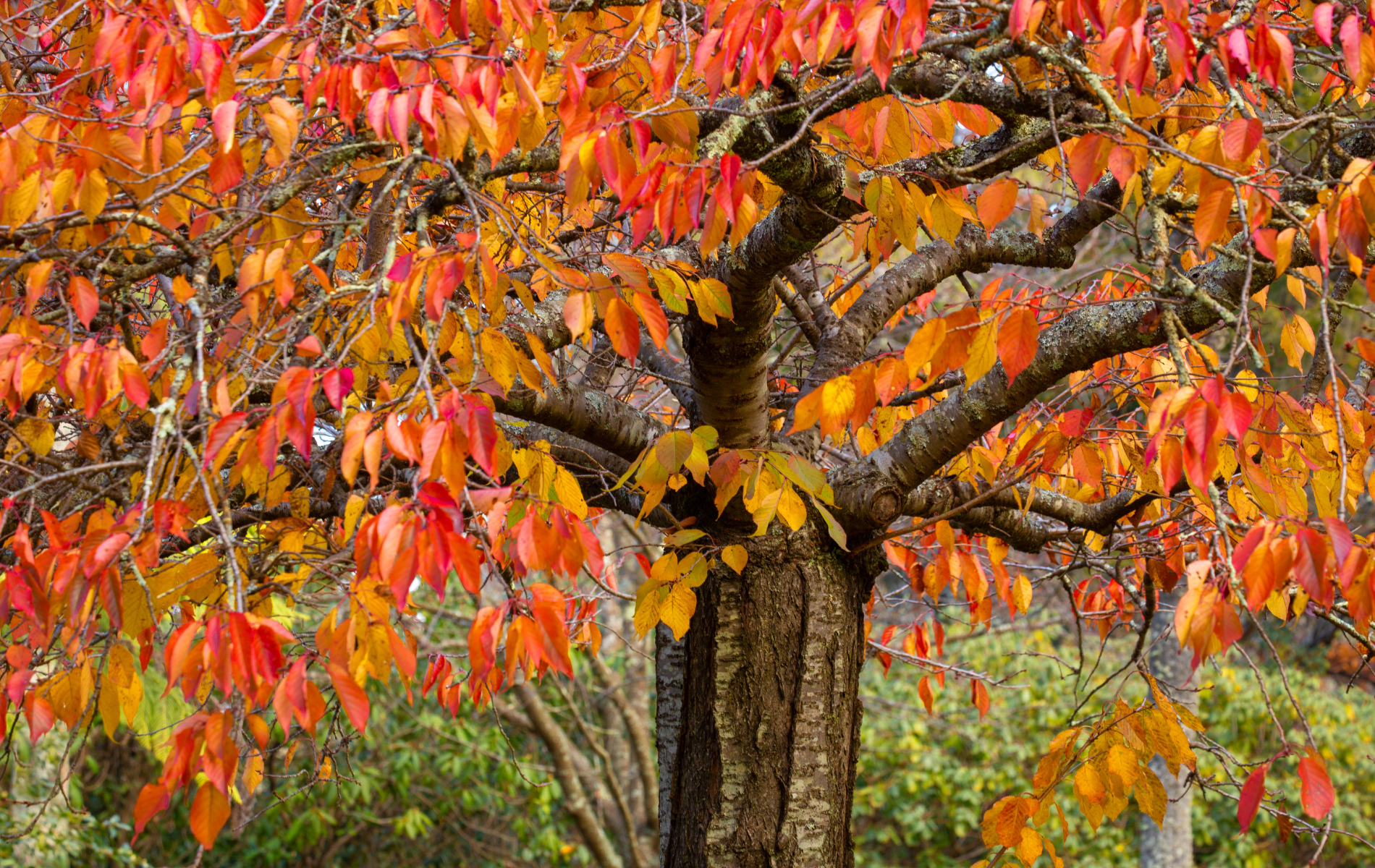 A tree with red and yellow leaves on it