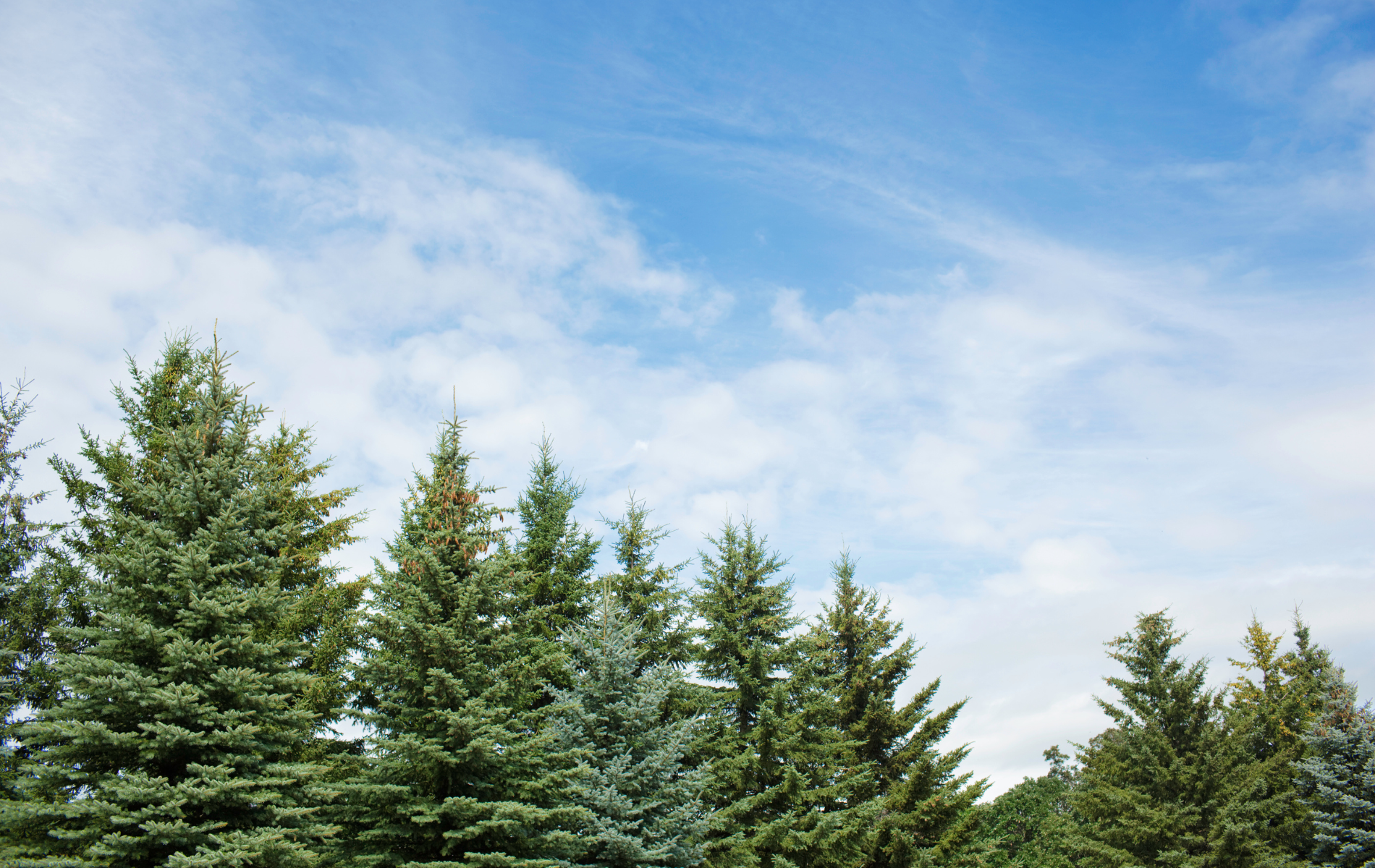 A row of pine trees against a blue sky with clouds.