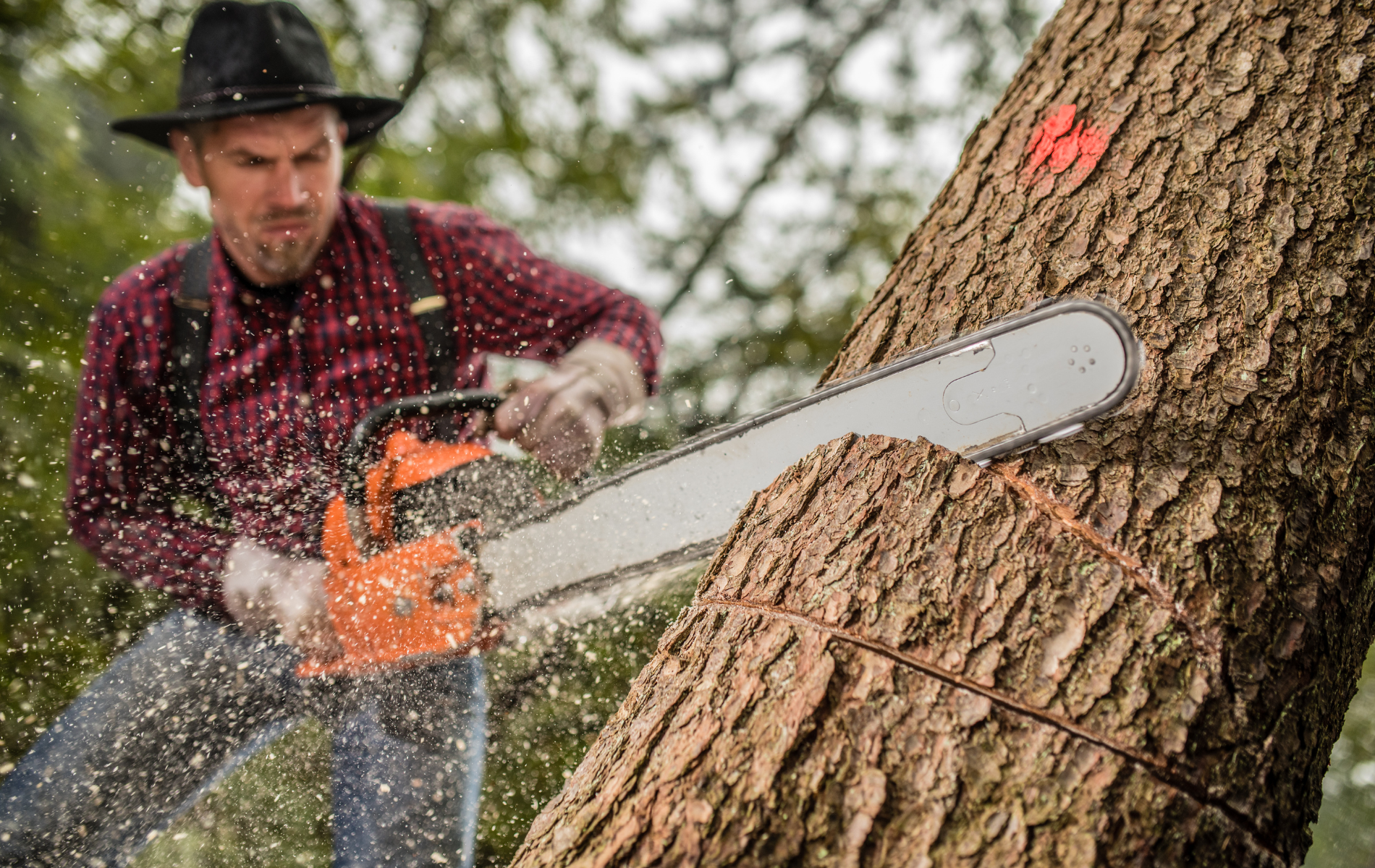 A man is cutting a tree with a chainsaw.