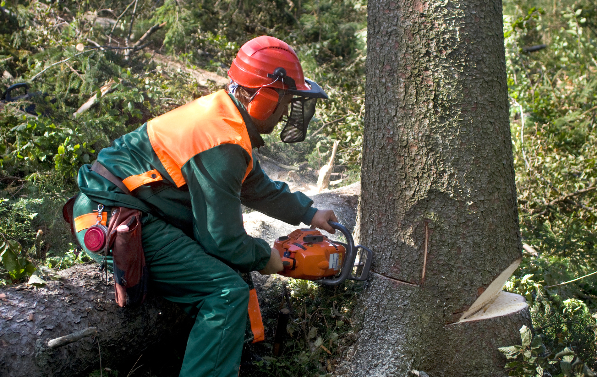 A man is cutting a tree with a chainsaw.