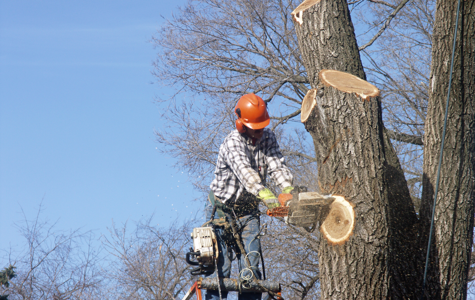 A man is cutting a tree with a chainsaw.