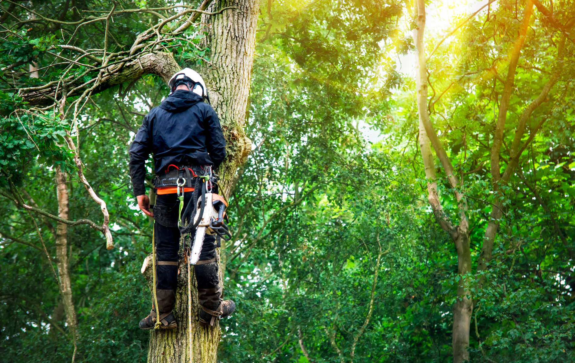 A man is standing on top of a tree with a chainsaw.