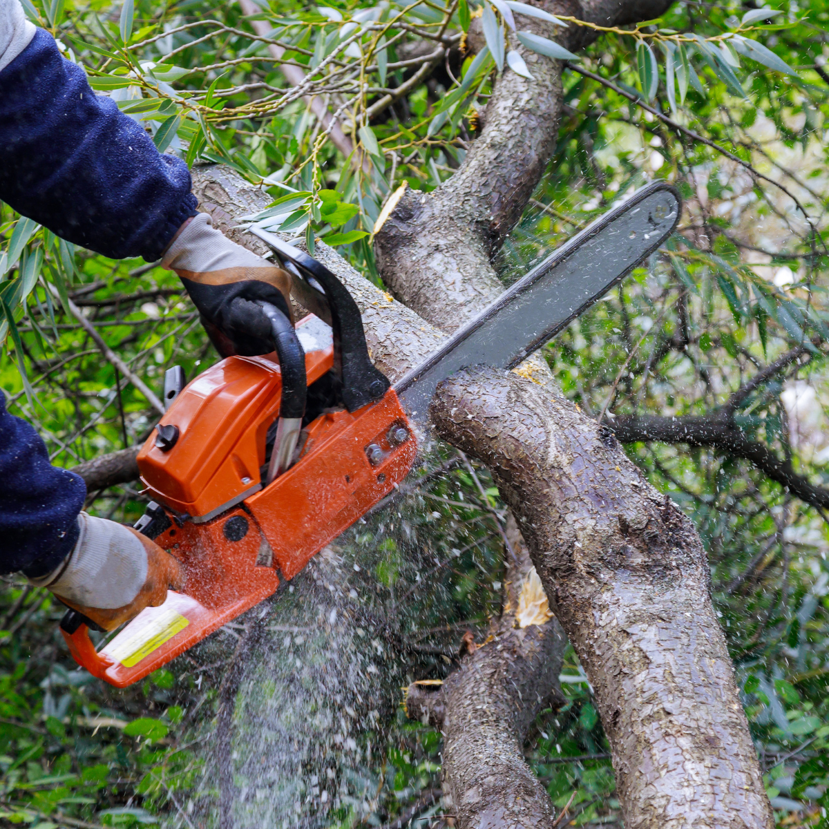 A person is cutting a tree branch with a chainsaw.