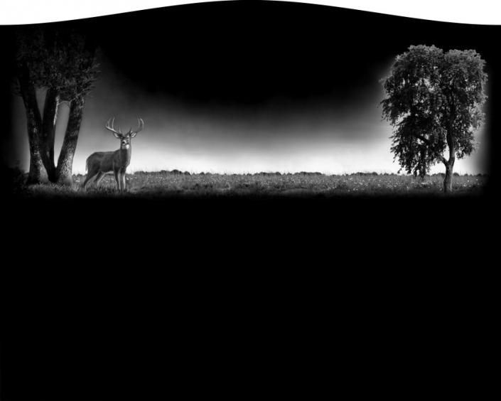 Black-and-white landscape with a deer standing in grass between trees under a dark sky