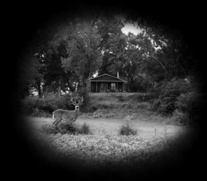 Black-and-white deer in a wooded yard near a small cabin, framed by a dark vignette