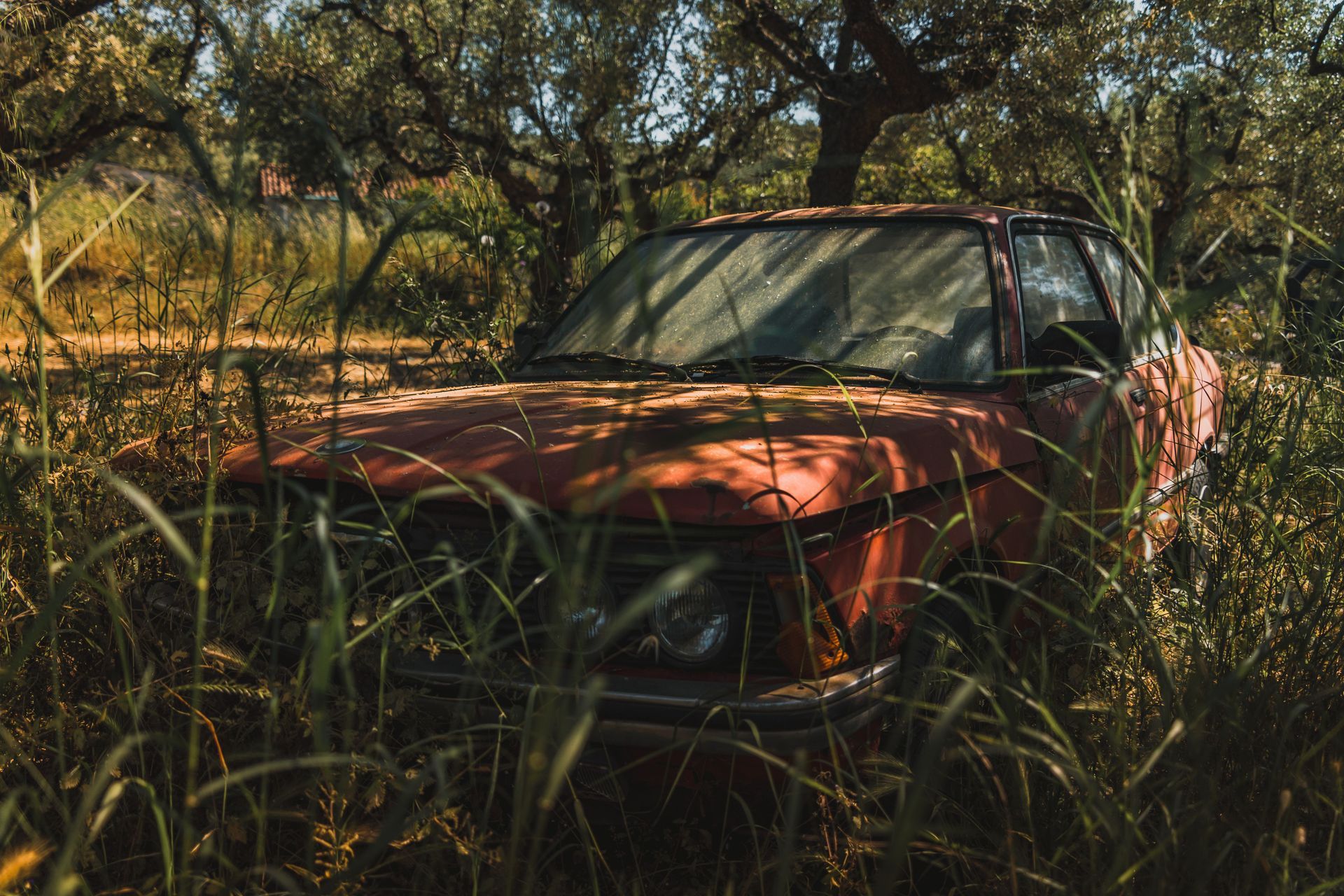 Red car half-hidden in tall grass under trees, with sunlit foliage around it.
