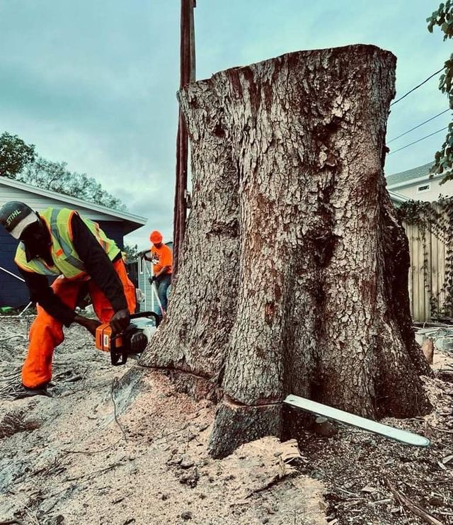 Tree Trimming & Tree Removal | Seminole, FL | Tree Rangers Tree Service