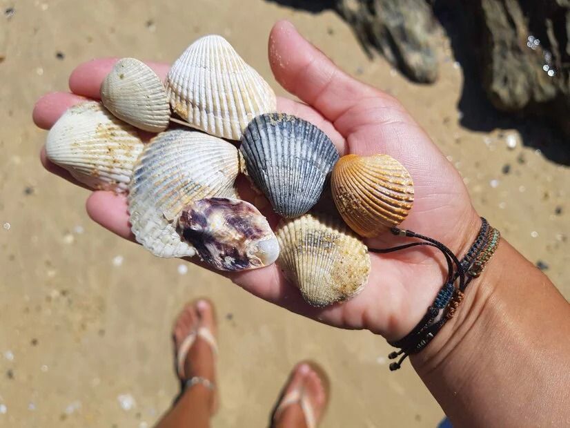 An image of shells
