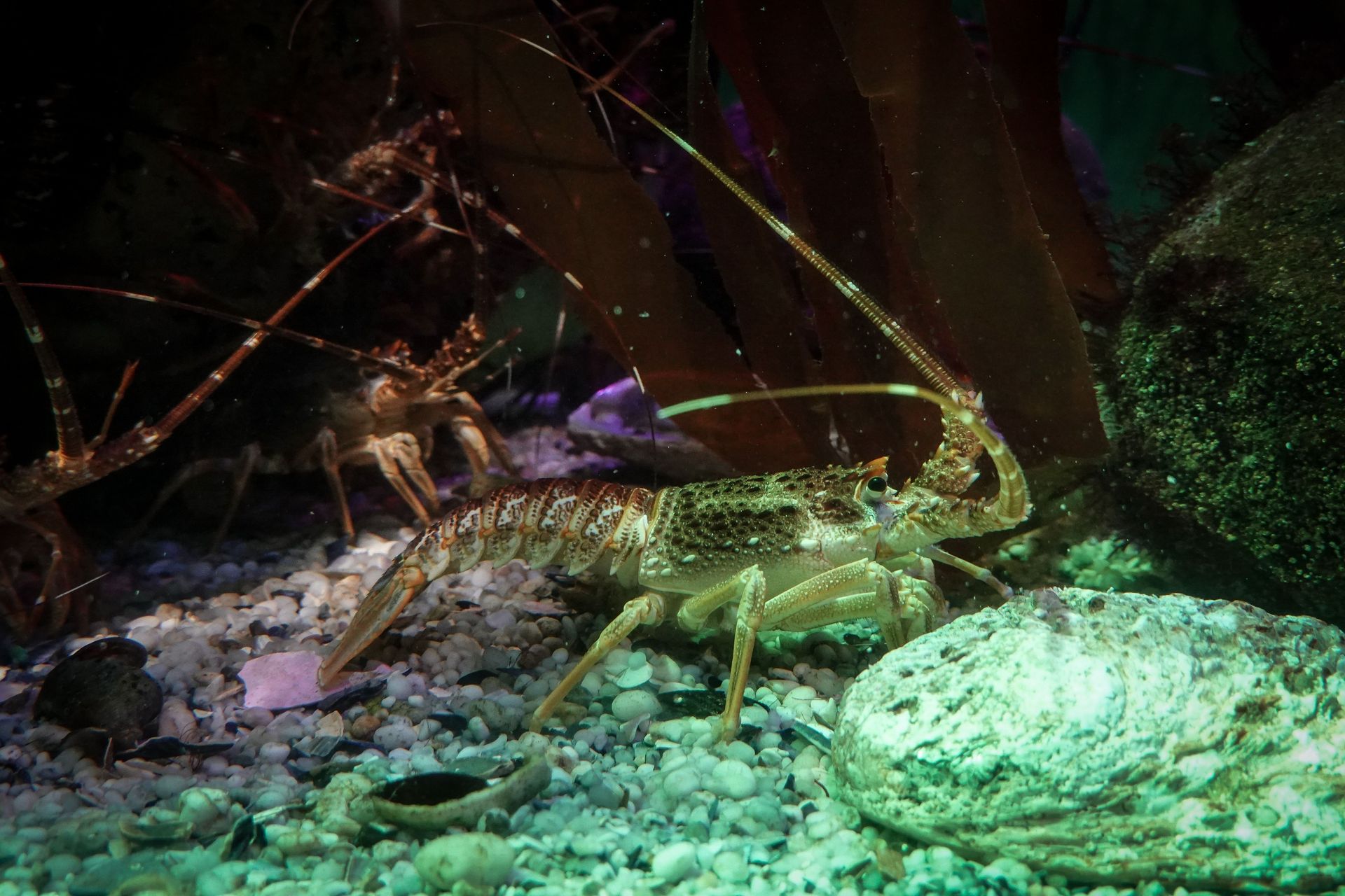 Green crab on rocky seafloor under colorful aquarium lighting