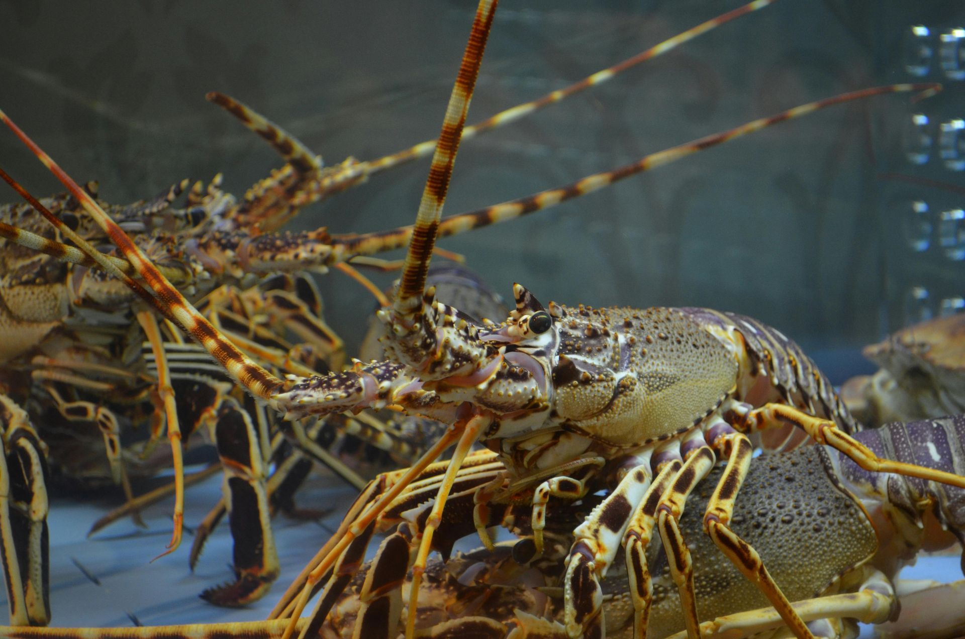 Lobsters in a tank, close-up, mottled brown and tan shells, long antennae, visible in a seafood market.