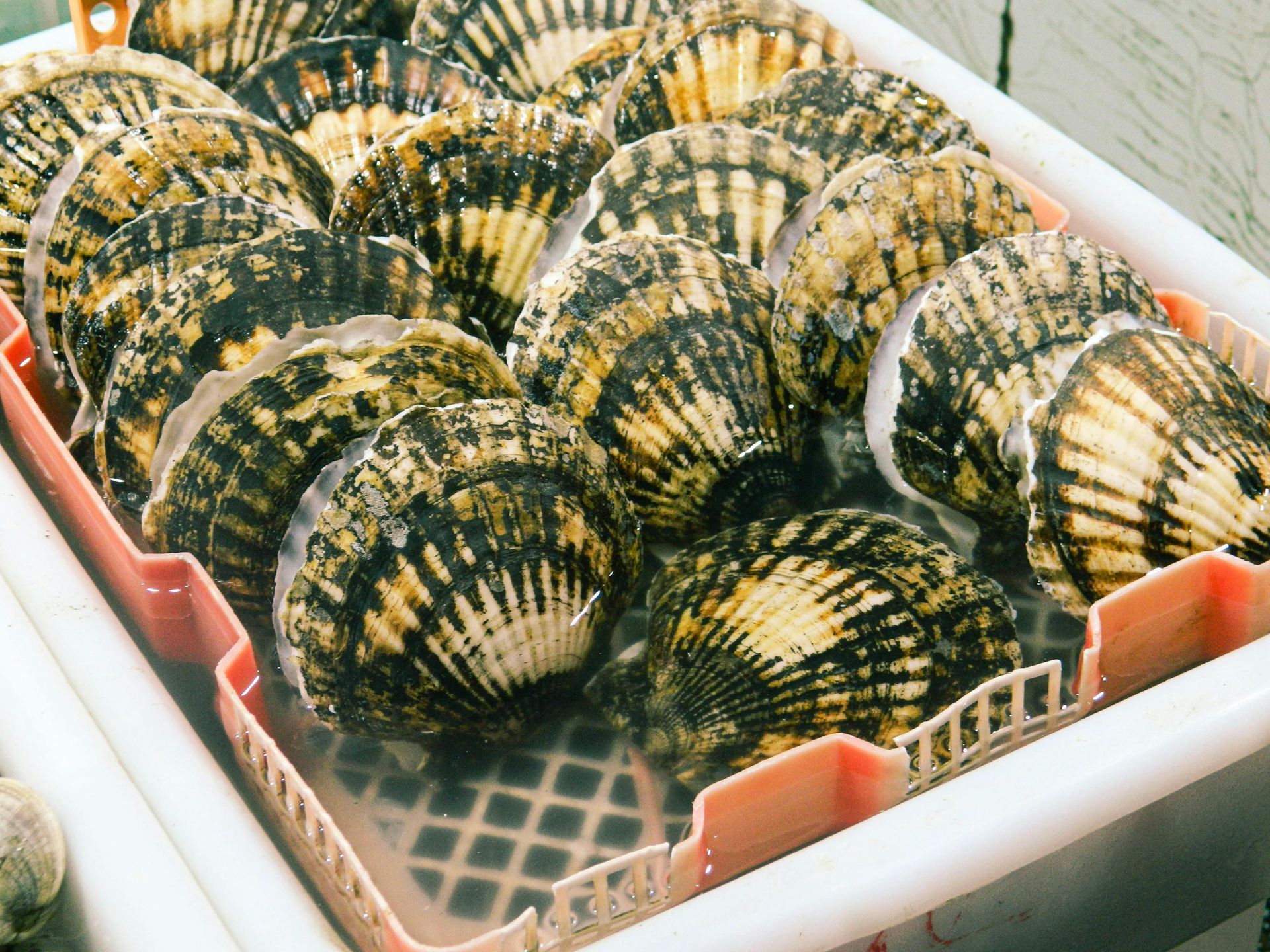 Tray of fresh scallops in their shells, arranged in a white crate