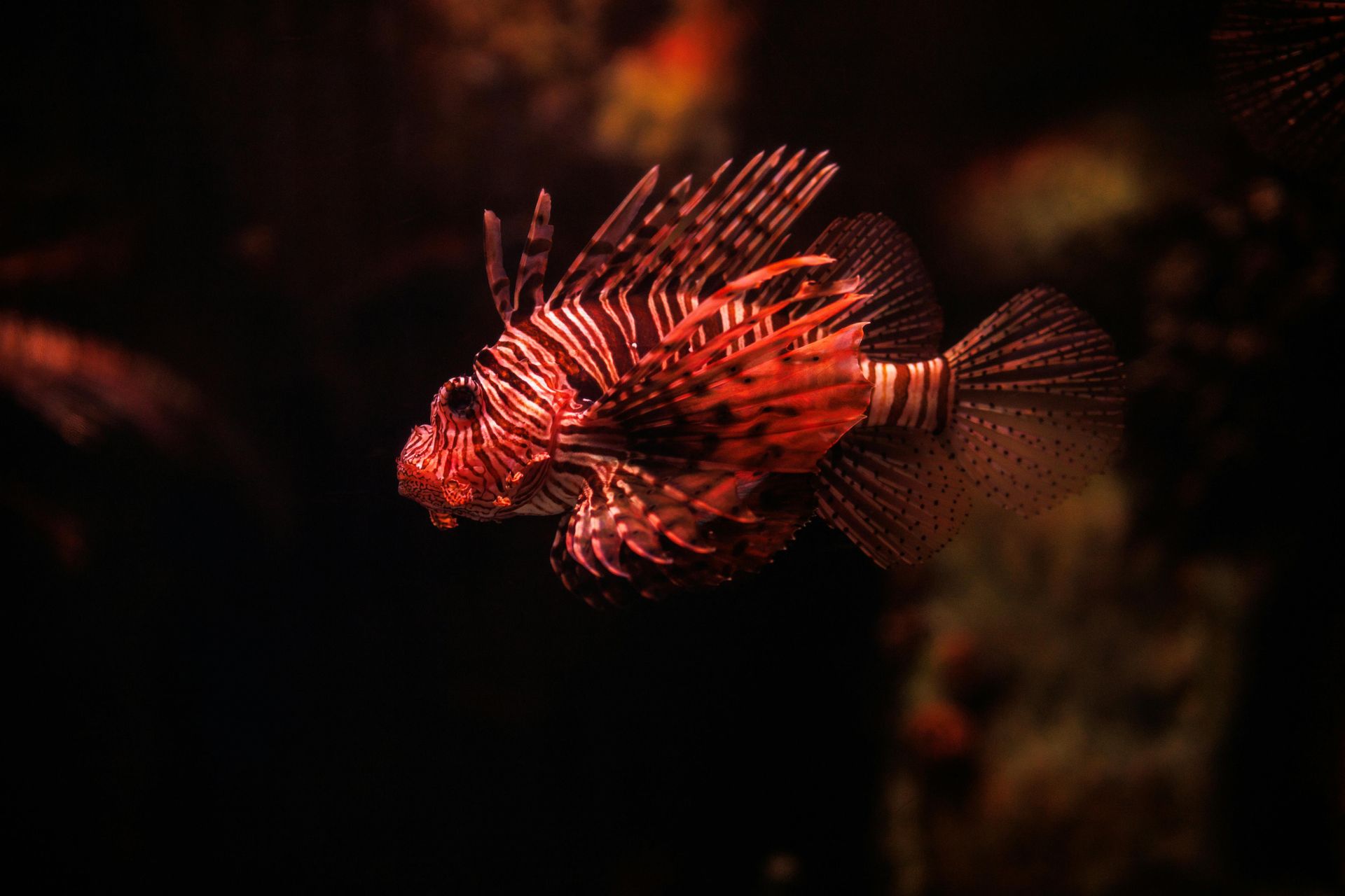 Red lionfish in dark water, fins extended.