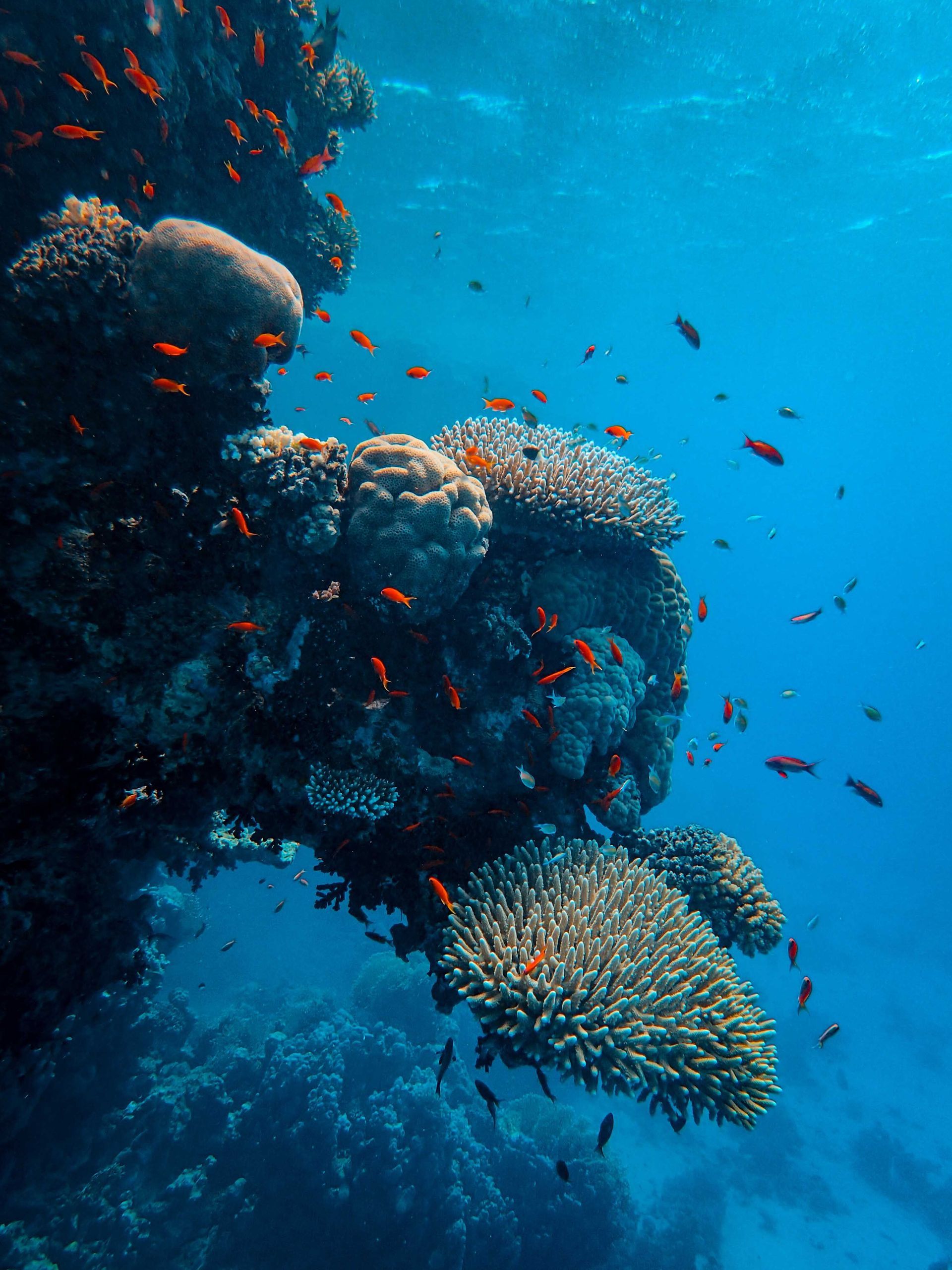 Colorful fish around coral reef underwater in clear blue ocean