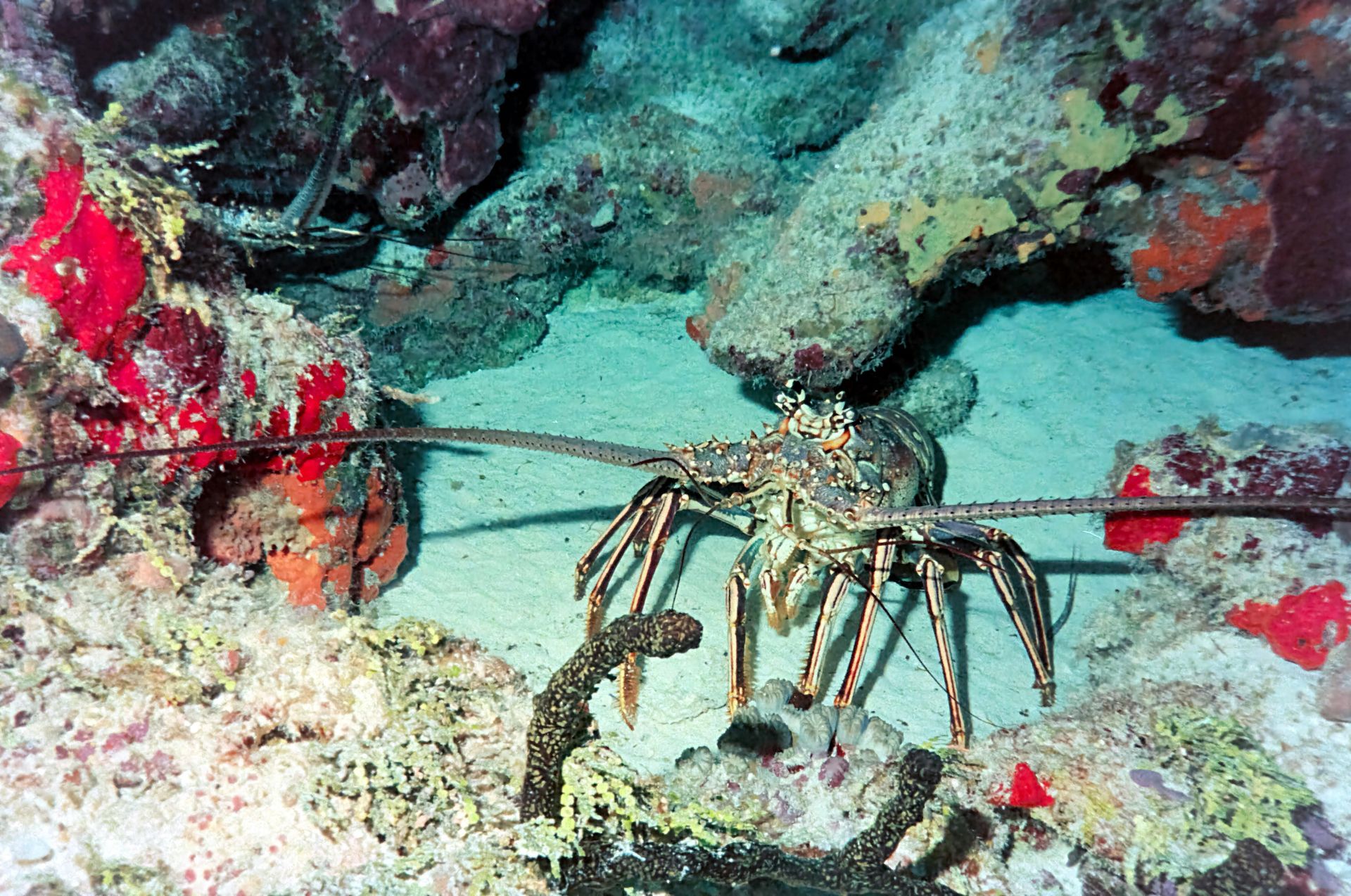 Divers exploring a sunken object underwater; several divers in dark suits are present.