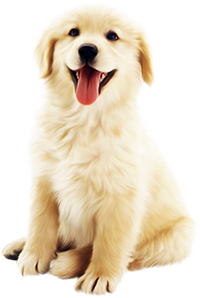 Golden retriever puppy sitting with tongue out on a white background