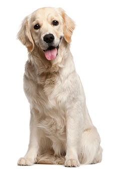 Golden retriever sitting on a white background, looking at the camera with its tongue out.