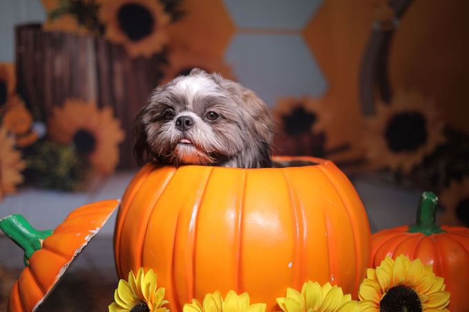 Small shaggy dog peeking out of an orange pumpkin surrounded by sunflowers