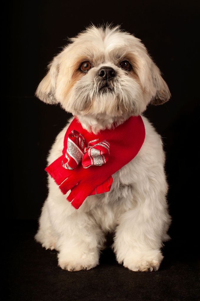 Small fluffy dog wearing a red scarf against a black background