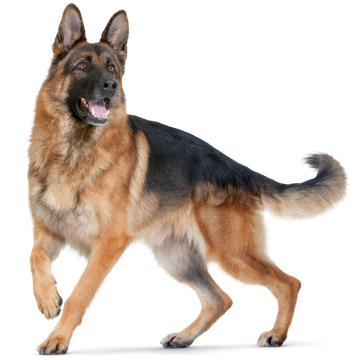 German Shepherd standing alert, black and tan coat, isolated on a white background