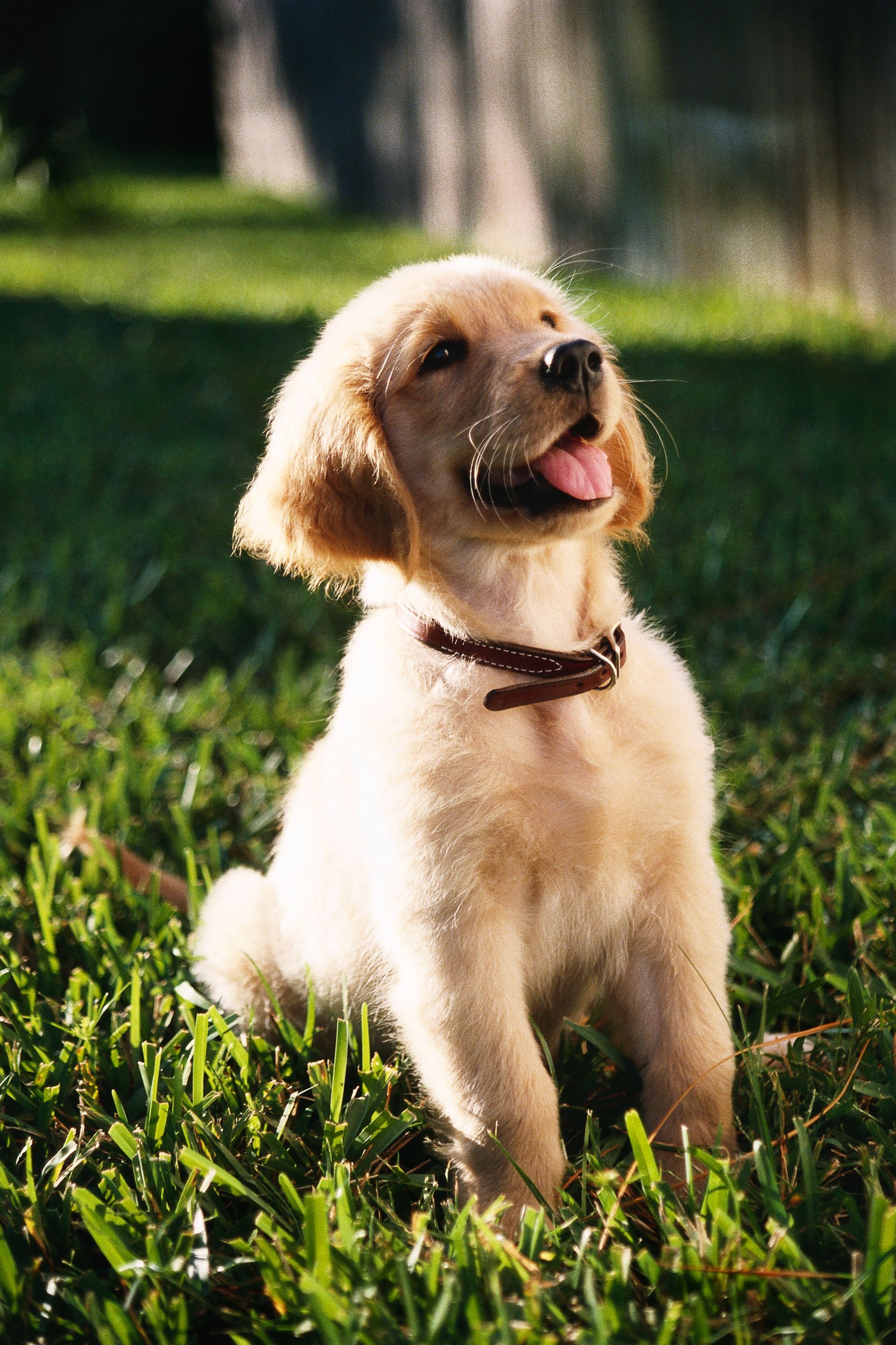 Small cream-colored dog sitting in grass with tongue out, wearing a collar, in sunlight