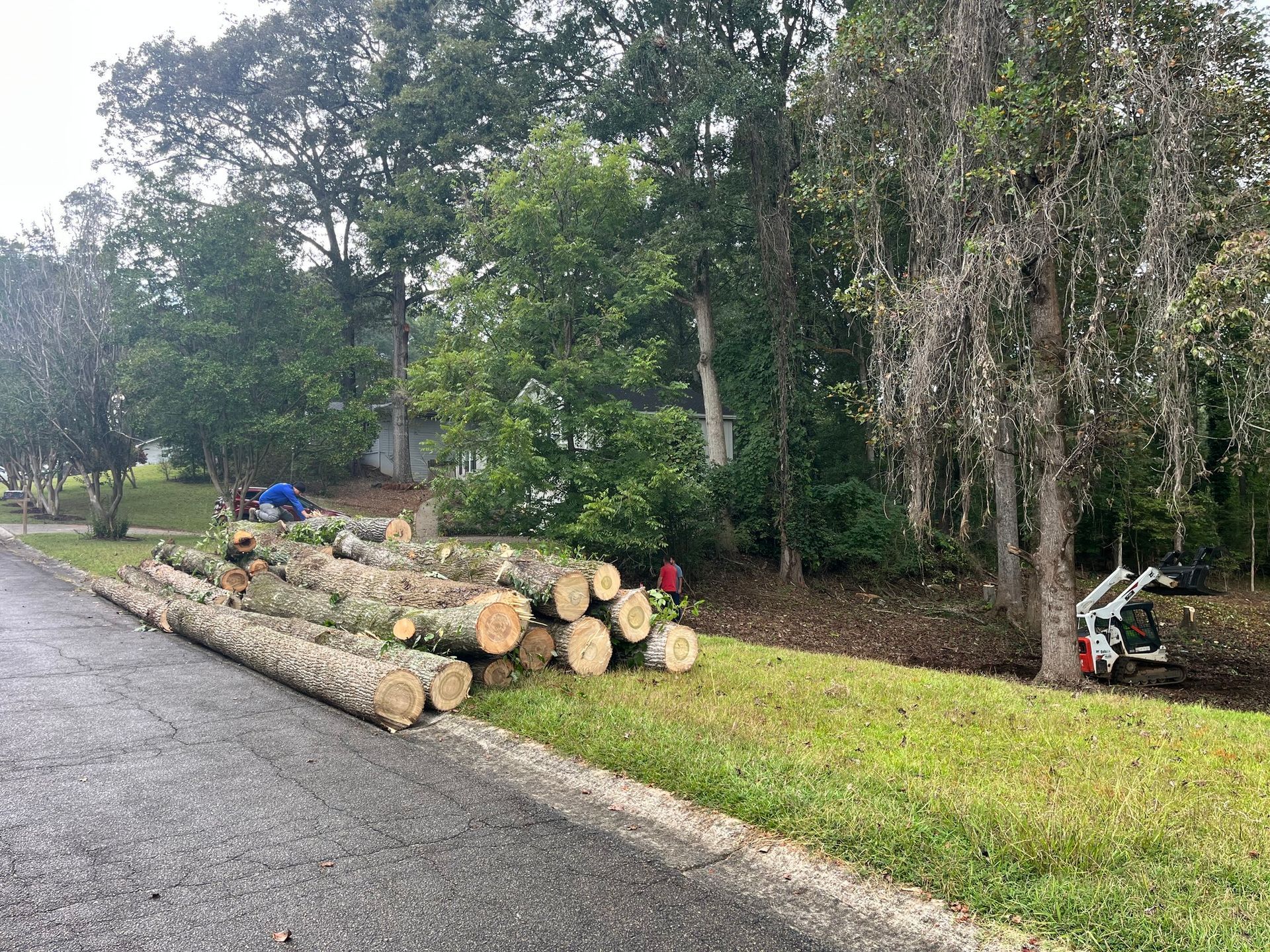Cut logs stacked along a wet roadside beside a grassy ditch and trees