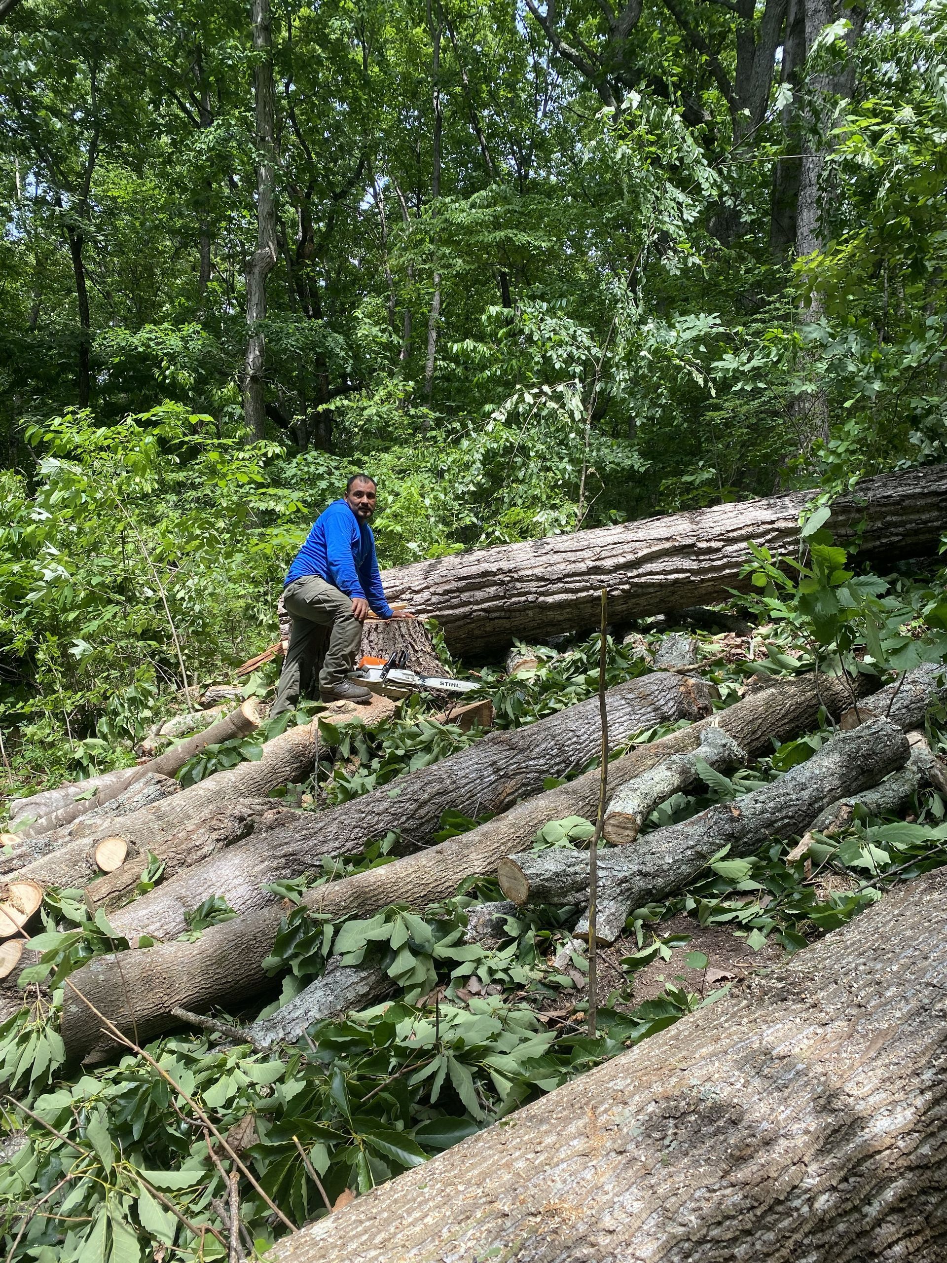 Person in a blue jacket climbing over stacked logs in a forest.