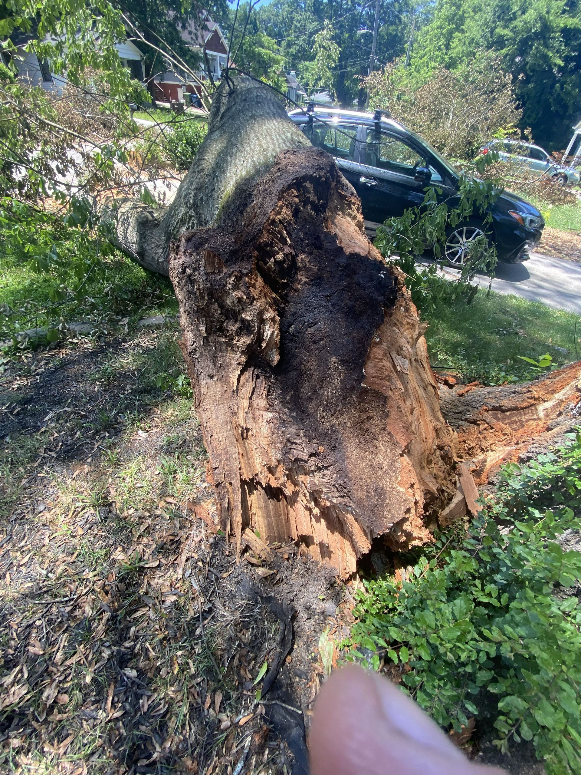 Burned tree stump in a leafy yard with a car parked behind it