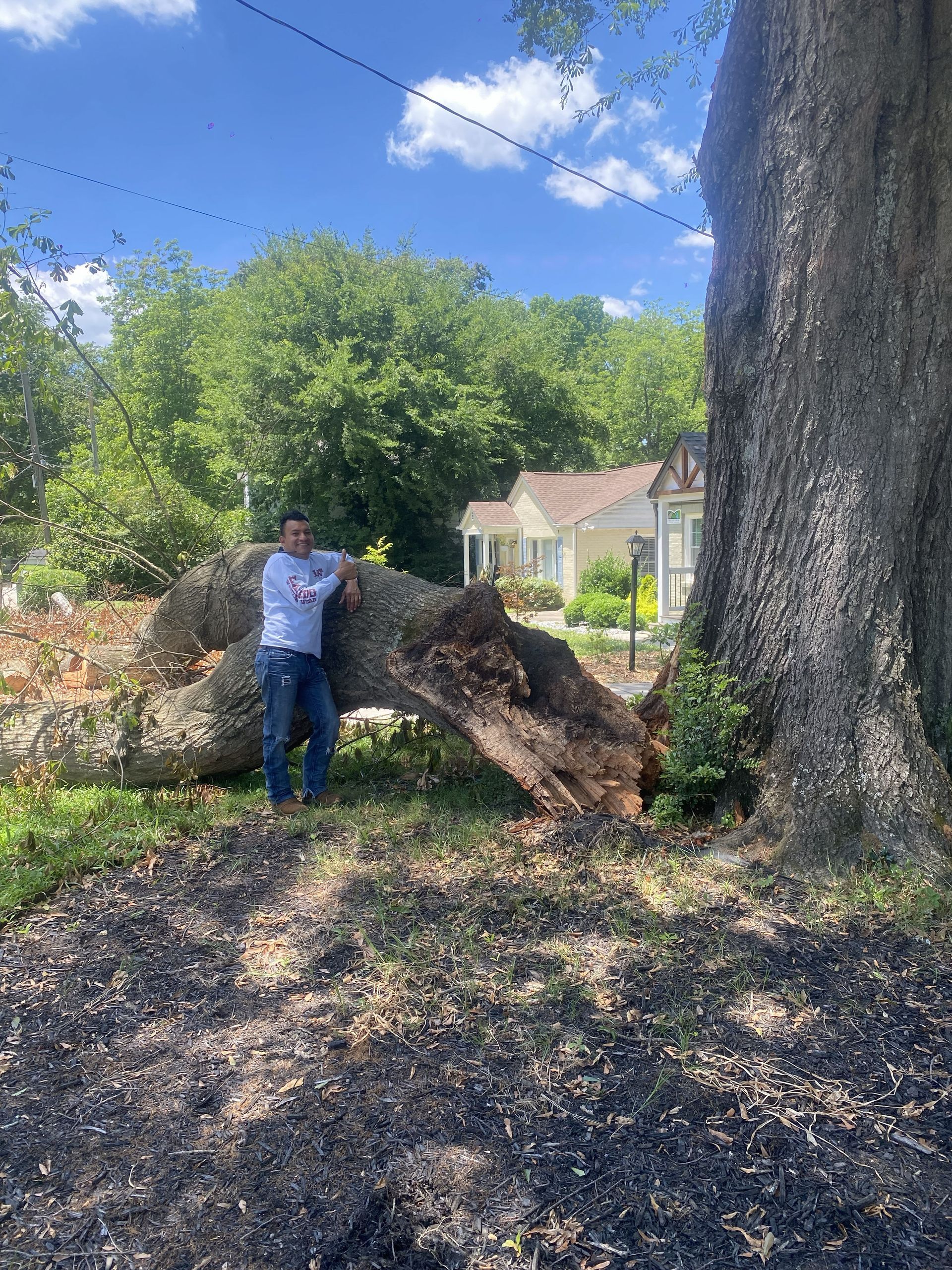 Person standing beside a fallen tree in a yard near a large trunk and house on a sunny day