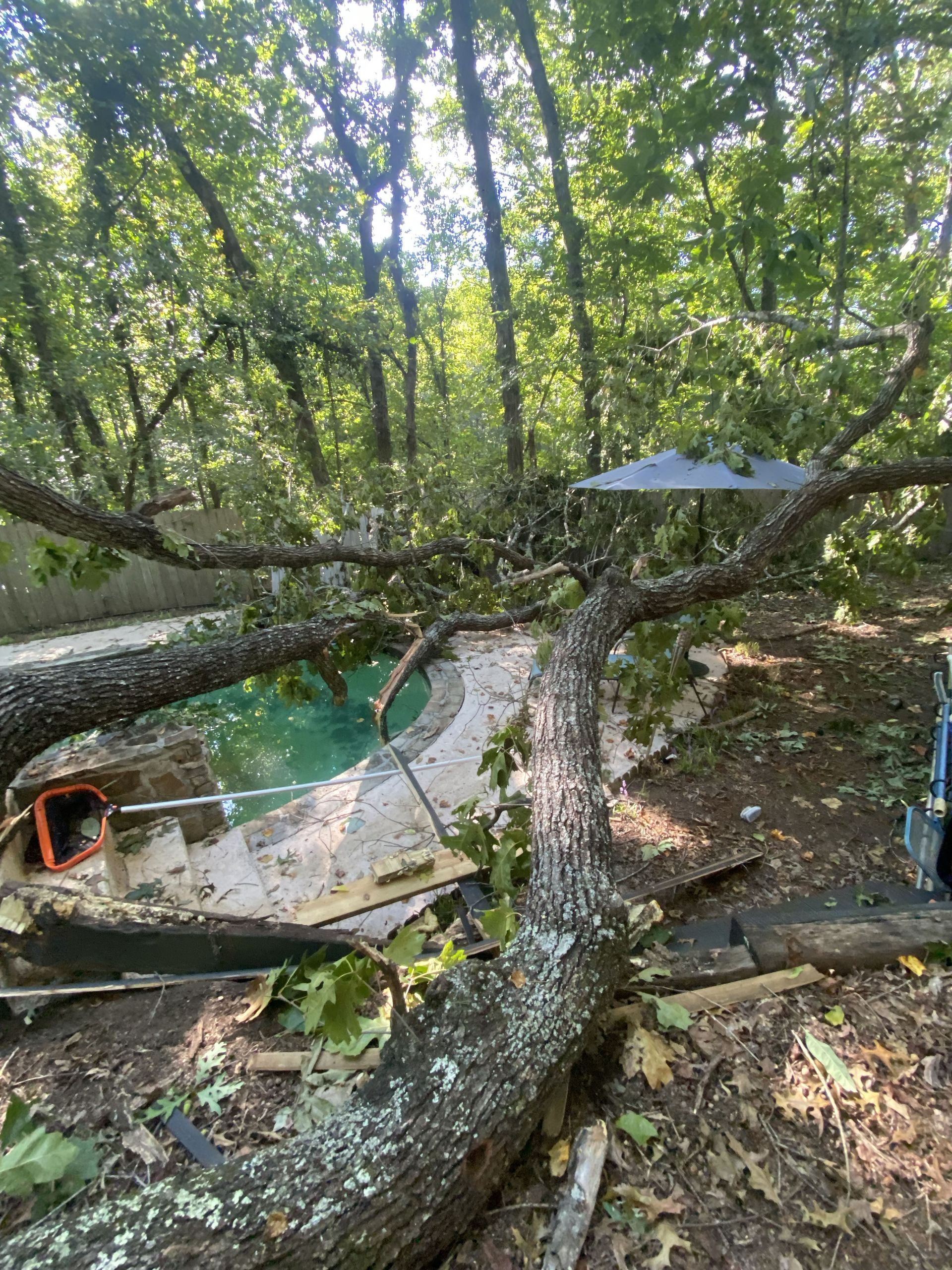 Fallen tree trunk over a green wooded stream with debris and a small dock or platform below