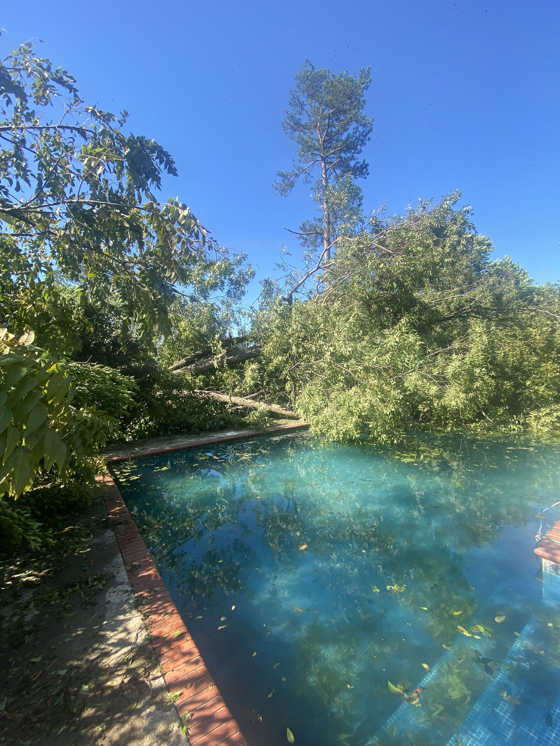 Blue outdoor pool beside lush green trees under a bright sky, with sunlight reflecting on the water