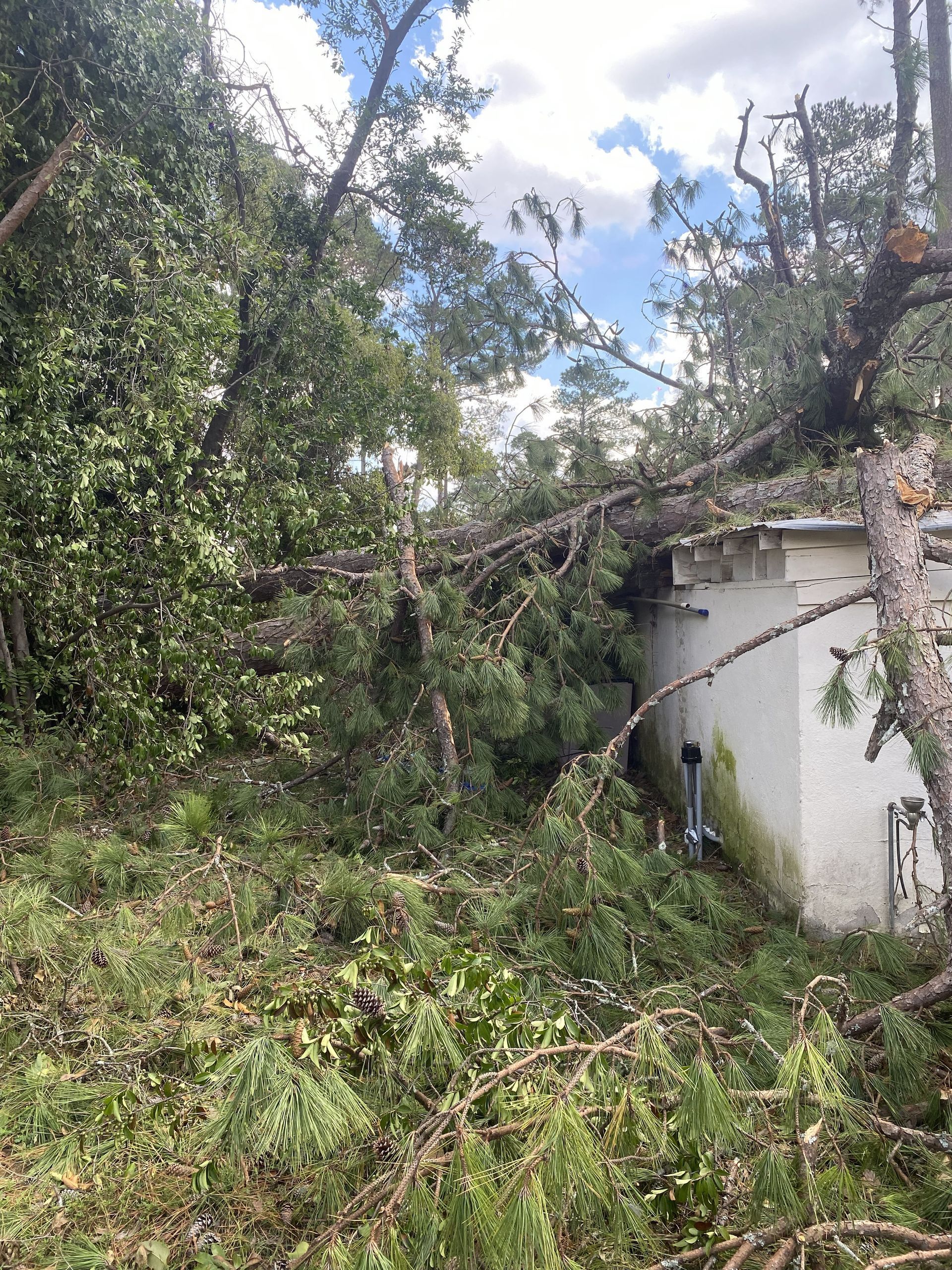 Overgrown yard with fallen trees and branches beside a small white building under a cloudy sky