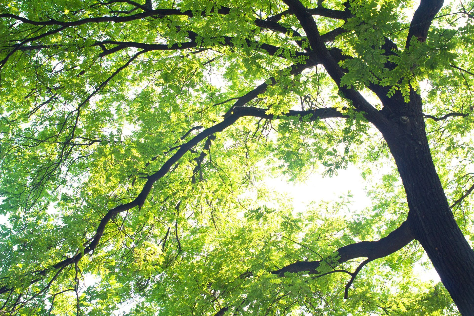 Sunlight filtering through green tree leaves and dark branches against the sky