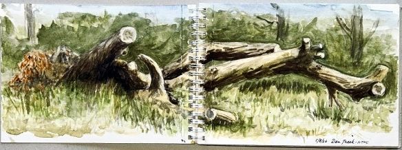 Aquarelillustratie van een omgevallen boomstam in een grasveld, met afgezaagde takken en bosvegetatie.
