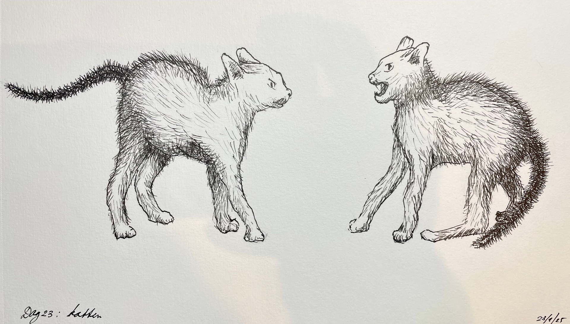 Twee katten, getekend met pen, staan ​​tegenover elkaar. De ene sist met opgetrokken rug, de andere met open bek.