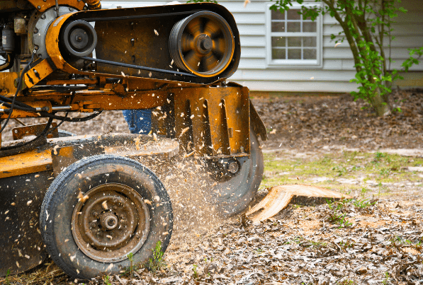 A stump grinder in action, grinding a tree stump. Yellow machine, wood chips flying, near a house.